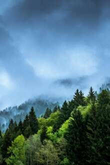 Floresta repleta de árvores